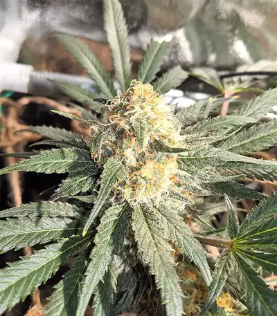 Blackberry Gum feminisierte Samen