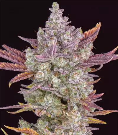 Gorilla Cookies Auto (Fast Buds)
