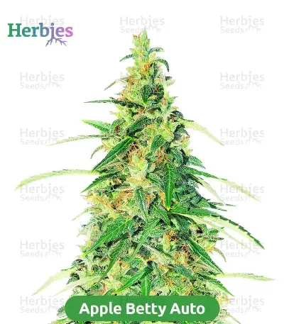 High-THC Bundle #1: 3x3 seeds (Mixed)