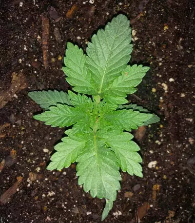 Humboldt Headband Autoflower feminisierte Samen (Humboldt Seed Company)