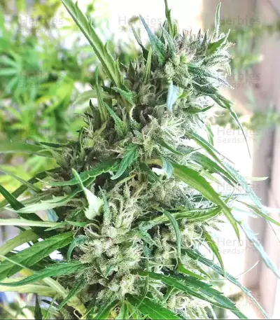 Malawi (Ace Seeds) Cannabis-Samen