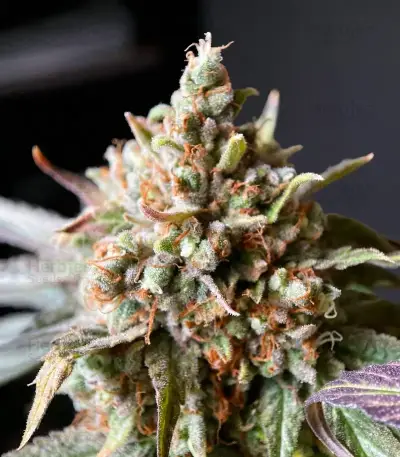 Rainbow Melon feminisierte Samen (Fast Buds)