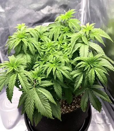 Royal Gorilla (RQS) Cannabis-Samen