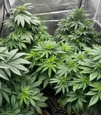 RS11 (Barney's Farm)