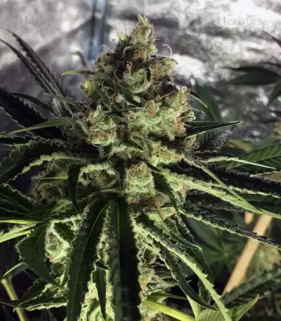 Shiskaberry feminisierte Samen (Barney's Farm)