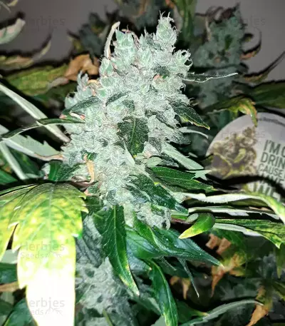 Shogun (RQS) Cannabis-Samen