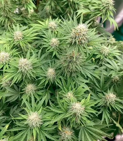 Skunky Monkey Auto (Heavyweight Seeds) Cannabis-Samen