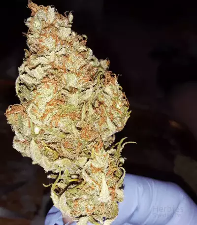 White Widow x Big Bud (Female Seeds)