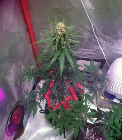 Auto Monster Mass (Critical Mass Collective Seeds) Cannabis-Samen