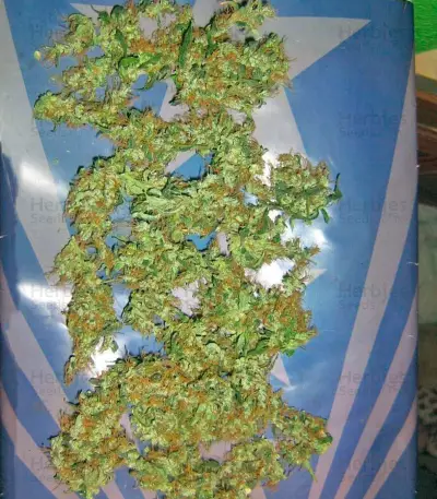 Lemon Skunk (GHS) Cannabis-Samen