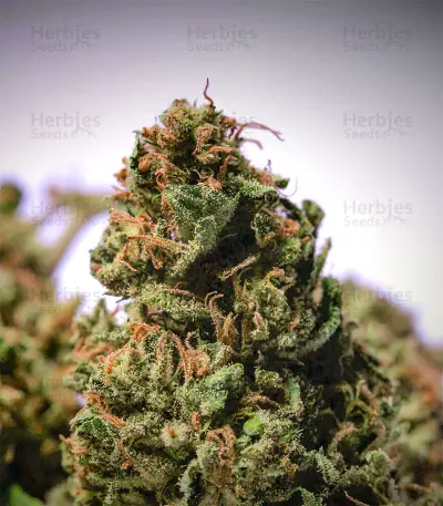 Franco's Lemon Cheese (GHS) Cannabis-Samen