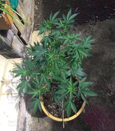 Afghani #1 (Sensi Seeds) Cannabis-Samen
