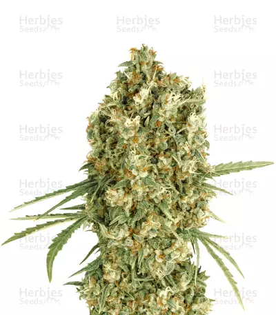Auto Jack Herer (Advanced Seeds) Cannabis-Samen