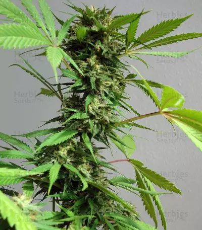 Auto New York City Diesel (Advanced Seeds) Cannabis-Samen