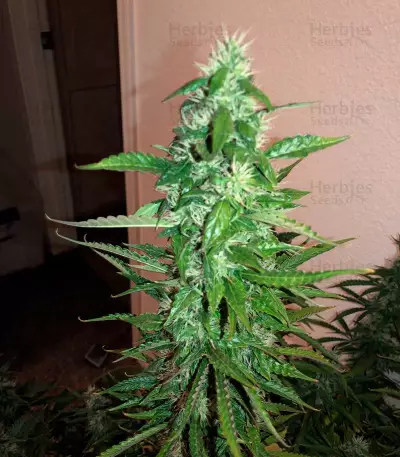 Auto Ultimate (Dutch Passion) Cannabis-Samen