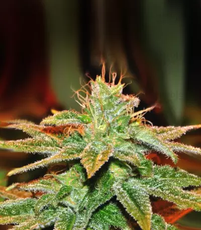 Bangi Haze (Ace Seeds) Cannabis-Samen