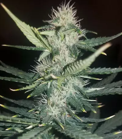 Big Bud Automatic (Sensi Seeds) Cannabis-Samen