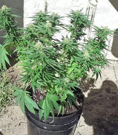 Big Freeze (Big Head Seeds) Cannabis-Samen
