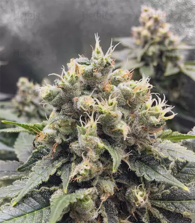 Black Jack (Sweet Seeds) Cannabis-Samen