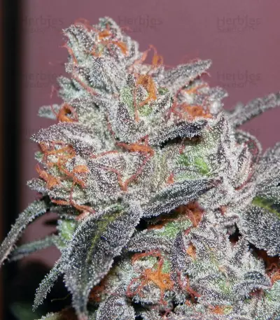 Brain Cake (Ripper Seeds) Cannabis-Samen