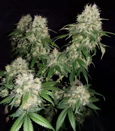 CBD 1:1 Silver Lime Haze Autoflower (Seedstockers)