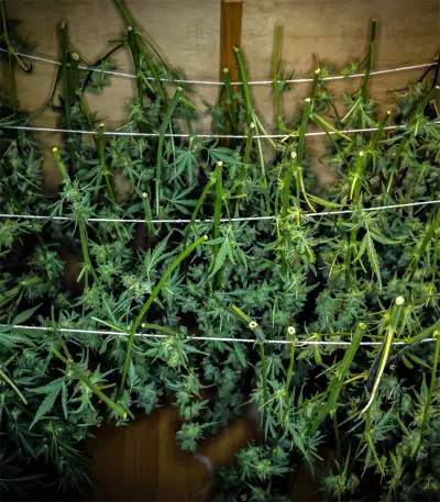 Cherry Bomb Auto (Bomb Seeds) Cannabis-Samen