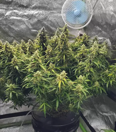 Critical 2.0 XL Auto (Garden Of Green) Cannabis-Samen