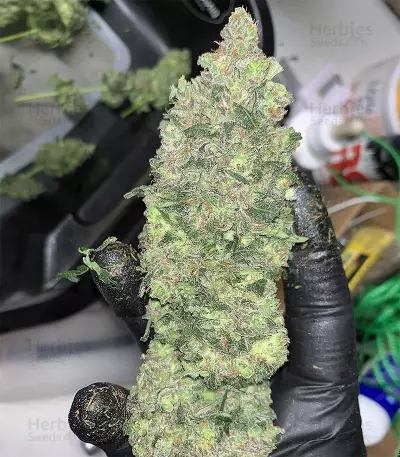 Eleven Roses feminisierte Samen (Delicious Seeds)