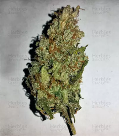 Goxuak Auto (Genehtik Seeds) Cannabis-Samen