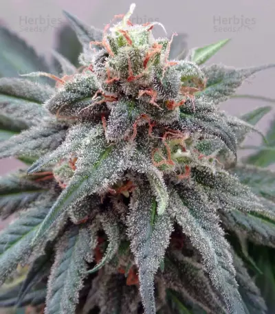 Kali China (Ace Seeds) Cannabis-Samen