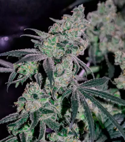 Laughing Buddha feminisierte Samen (Barney’s Farm)