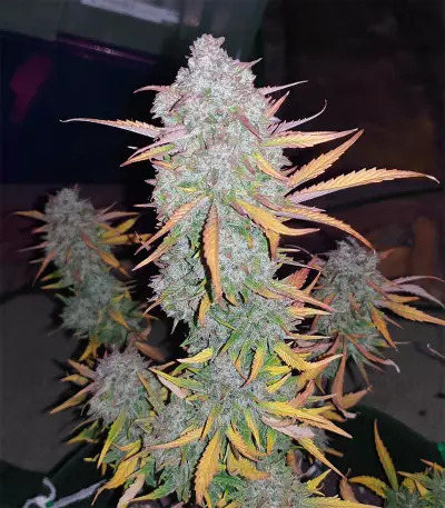 Northern Cheese Haze Auto (Mephisto Genetics) Cannabis-Samen