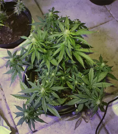 Northern Light x Big Bud Early Harvest (World of Seeds) Cannabis-Samen