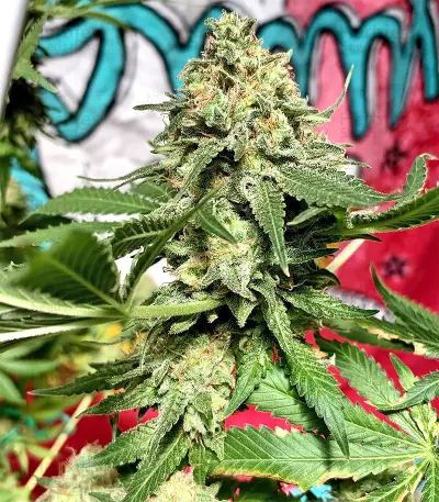 Northern Lights regular (Sensi Seeds) Cannabis-Samen