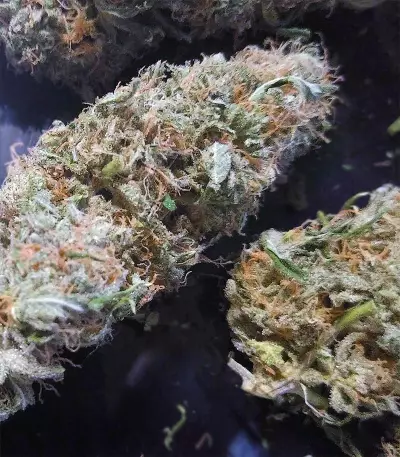 Critical Super Silver Haze (Delicious Seeds)