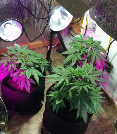 Purple Skunk Mass (Critical Mass Collective Seeds) Cannabis-Samen