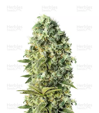 Santa Bilbo (Genehtik Seeds) Cannabis-Samen