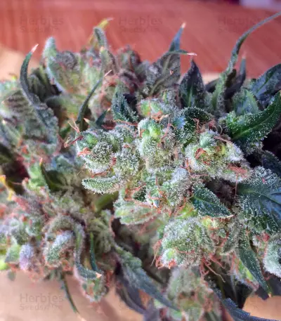 Sapphire Scout (Humboldt Seeds Organization) Cannabis-Samen