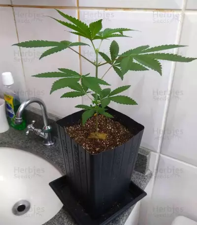 Sherbert Dab (Big Head Seeds) Cannabis-Samen
