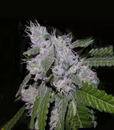 Z (Kera Seeds) Cannabis-Samen