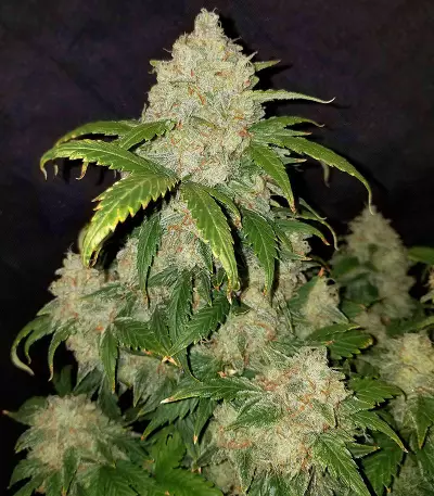Z Auto (Original Sensible Seeds) Cannabis-Samen