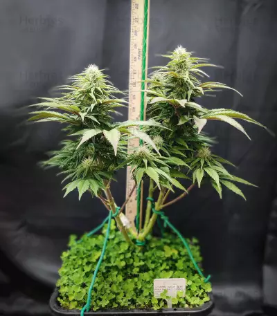 Cotton Candy Cane (Emerald Triangle Seeds) Cannabis-Samen