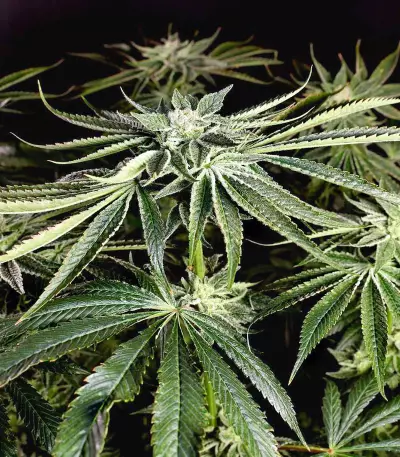 Kush Mintz feminisiertes Saatgut (Barney's Farm)