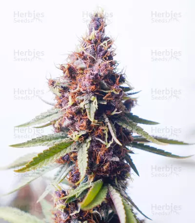 Purple Punch OG Samen feminisiert (Sweet Seeds)