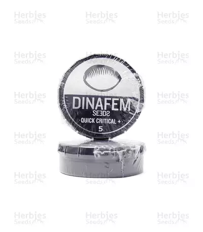 Quick Critical + (Dinafem Seeds) Cannabis-Samen