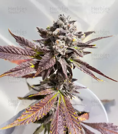 Sour Mac F1 feminisierte Samen (Seedkeepers)