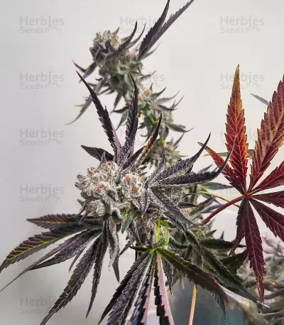 Sour Mac F1 feminisierte Samen (Seedkeepers)