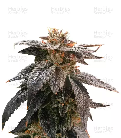 Star OX regular (Rare Dankness Seeds) Cannabis-Samen