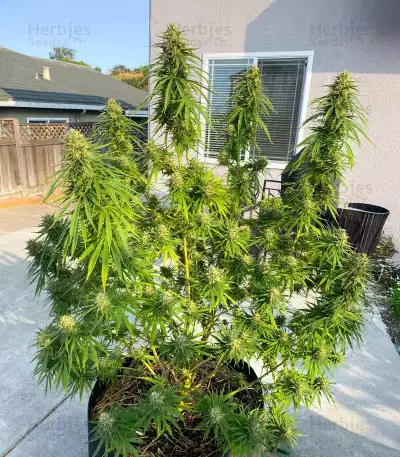 1-800-Cinderella-99 Autoflower feminisierte Samen (Seedkeepers)