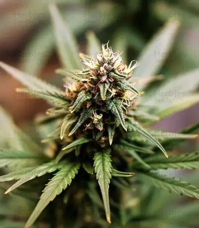 Auto Purple Dawg Mass (Critical Mass Collective Seeds) Cannabis-Samen